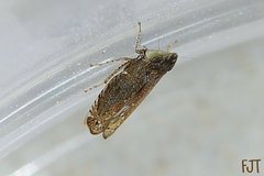 Scaphytopius