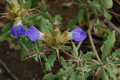 Blepharis diversispina