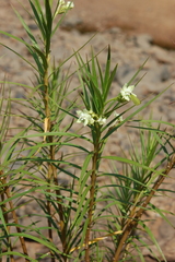 Kanahia laniflora