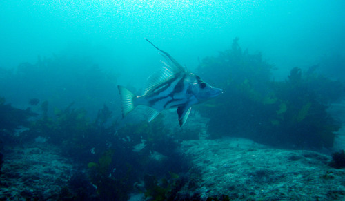 Boarfish (Paristiopterus labiosus) — Pentacerotidae — 5
