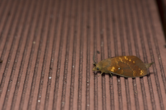 Dendrolimus kikuchii