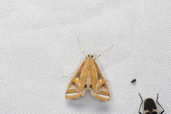 Eoophyla conjunctalis