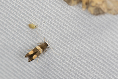 Stathmopoda callopis