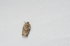 Homona spargotis
