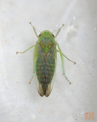 Cicadellidae