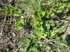 Aristolochia pallida