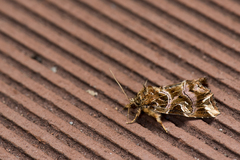 Callopistria duplicans