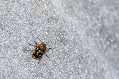 Cryptocephalus luteosignatus