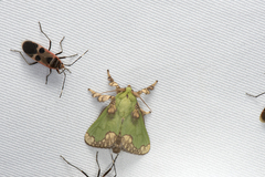 Parasa pastoralis