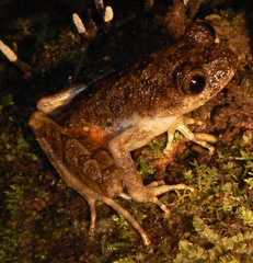 Leptobrachella arayai