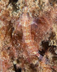 Enneapterygius atrogulare