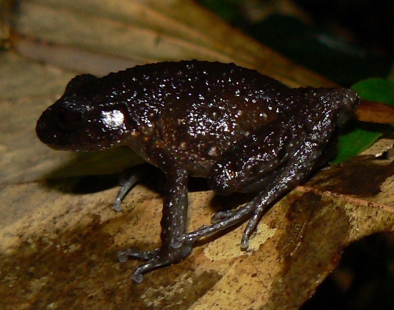 Montane Slender Litter Frog
