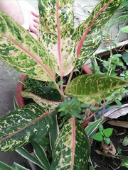 Codiaeum variegatum