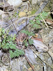 Cheilanthes sieberi sieberi
