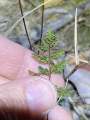 Cheilanthes sieberi sieberi
