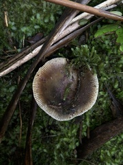 Russula vinaceocuticulata