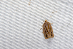 Archips myrrhophanes