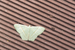 Neohipparchus vallata