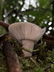 Russula vinaceocuticulata
