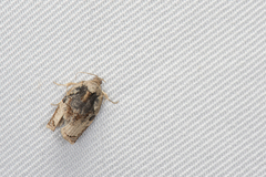 Homona spargotis