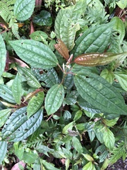 Pilea funkikensis
