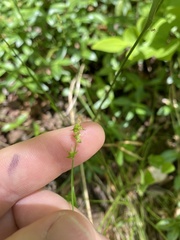 Carex texensis