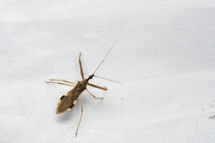 Epidaus sexspinus