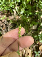 Carex texensis