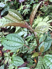 Pilea funkikensis