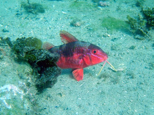 Blauwgestreepte koningsbarbeel (Upeneichthys lineatus) — Mullidae — 4