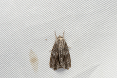 Acronicta denticulata