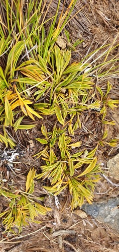Aciphylla monroi (Aciphylla monroi)