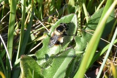 Volucella bombylans