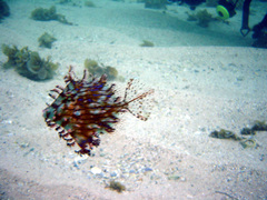 Chaetodermis penicilligerus