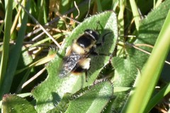 Volucella bombylans