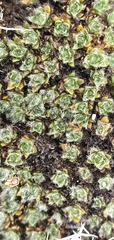 Veronica pulvinaris