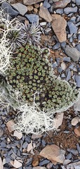 Veronica pulvinaris