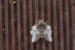 Liparopsis postalbida