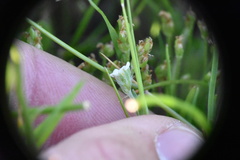 Plagiobothrys scouleri