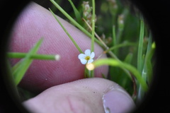 Plagiobothrys scouleri