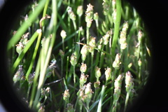 Plantago elongata
