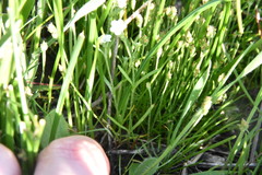 Plagiobothrys scouleri