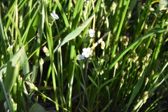 Plagiobothrys scouleri