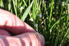 Plagiobothrys scouleri