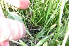 Plagiobothrys scouleri