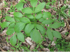 Dictamnus dasycarpus