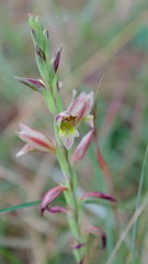 Gladiolus densiflorus