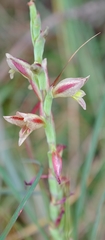 Gladiolus densiflorus