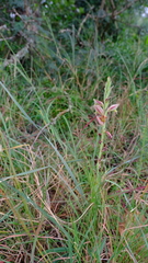 Gladiolus densiflorus