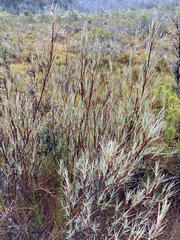 Dracophyllum oliveri